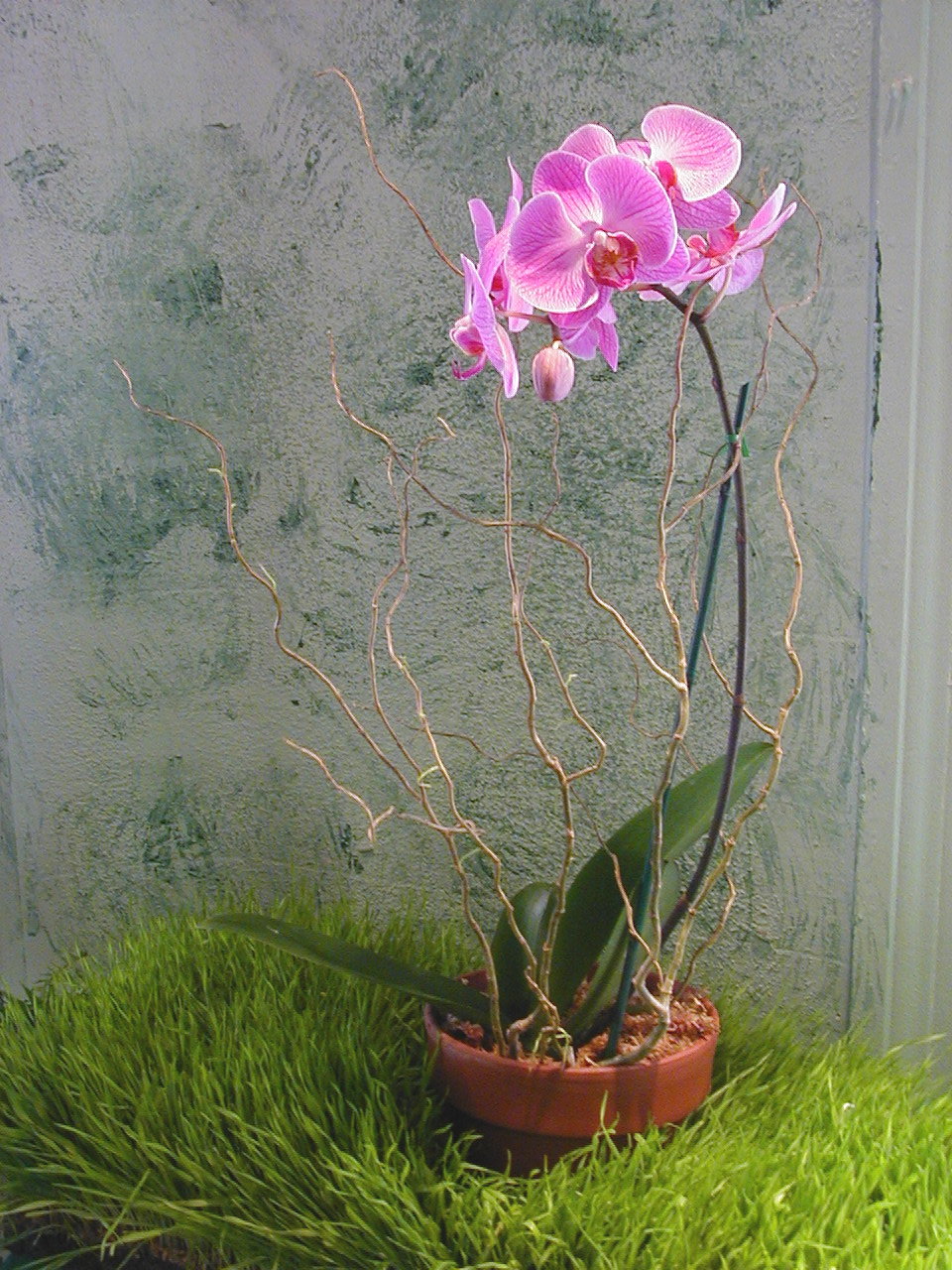 pinkorchid.jpg