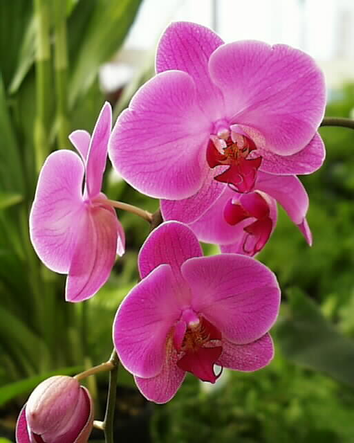 v-day-orchid.jpg